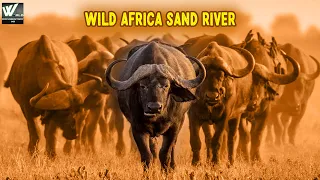 सैंड नदी मै जंगली जानवर कैसे रहते है | Wild Africa Sand River | World Documentary HD