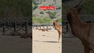 Deadly attack of komodo dragon #nature #wildlife #animal #wildanimal