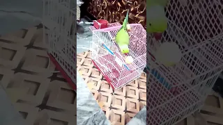 #parrots eating#shorts