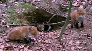 3 Fuchsbabys spielen am Bau. 3 fox babies play at burrow. #fox #cute #baby #funny #nature #animals