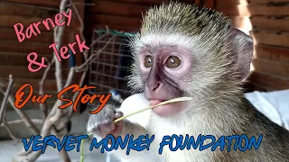 Baby orphan monkeys Barney and Terk’s journey to a new life in Dino and Daniel troop