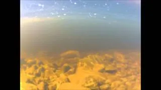 Underwater Salmon Footage