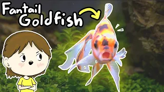 Fantail Goldfish Care - Beginner's Guide