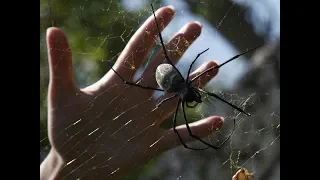 Ядовитые пауки и насекомые, фильм о дикой природе, BBC