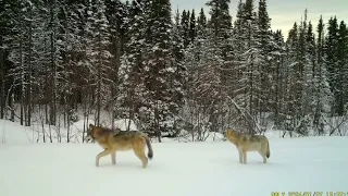 Vidéo de la diversité faunique en forêt boréale durant l'hiver. Loups, orignaux, renards et martes.