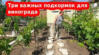 Виноград подкормка весна-лето// Чем подкормить виноград до цветения и после цветения