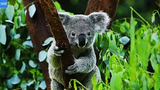 КОАЛА – Самое Уникальное Животное Австралии!