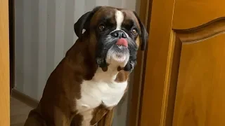 Funny video with a dog