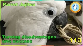 How To Train Birds Positive Behaviours | Ep.113: Parrot Jujitsu | Cockatude: Cockatoos with Attitude