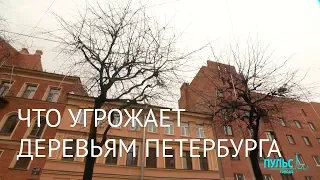 Что угрожает деревьям города? Почему мы теряем зеленый Петербург?