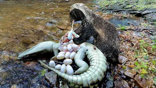 Honey Badger Cunningly Collects The Crocodile Eggs