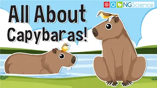 All About Capybaras!