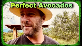 The Secret to Perfect Avocados - Hacienda el Molino Avocado Tour in San Jose de Minas Ecuador 🇪🇨