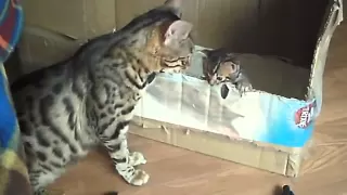 bengal cat talking to her kitten - ORIGINAL