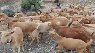 cabra malagueña en el campo