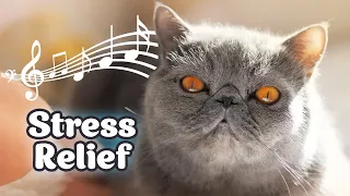 ♬ Soothing Cat Music - 528 Hz Deep Healing Music for Stressed and Anxious Cats ♬ 10 hours