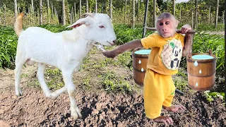 Cutis Farmer Takes Goat Plow The Land At The Farm And Harvest Fruits