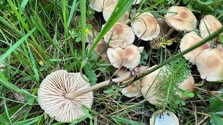 Marasmius collinus, May 26, 2024