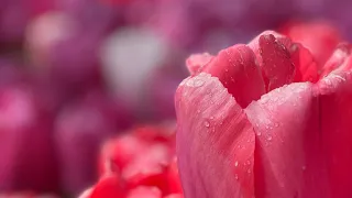 [4K] Keukenhof Gardens 2023 ..Lisse, Netherlands