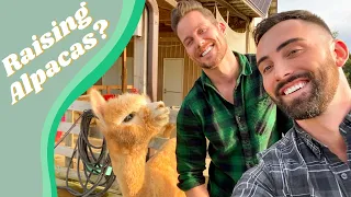 Raising Alpacas? | Dustin and Burton | Raising Buffaloes