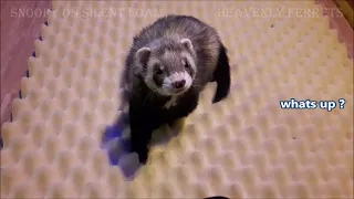 Ferret Snoopy - want a quiet ferret? Use a Sound Barrier mat :)
