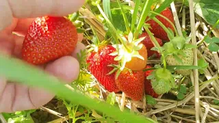 In this way, prepare strawberries for a good harvest and prevent the development of diseases