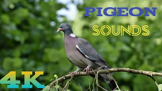 Pigeon Audio Pigeon Sound Effect Loud | bird sounds nature