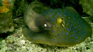 Мурена и скат | Moray and Stingray | Diving in Pattaya, Thailand