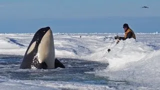 Dramatic raw footage of NOAA researchers tagging orcas with cross bows (killer whales) in Antarctica