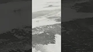 18.02.23. Рыбалка на Ладожском озере. Леднево, Кобона, Чёрное. Рыбалка на окуня. #shorts