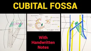 Cubital Fossa Anatomy | Boundaries & Contents | EOMS