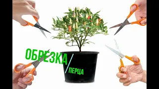Формирование перца в стадии рассады  F.I.M. method and pruning peppers