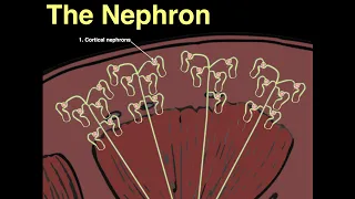 The Nephron