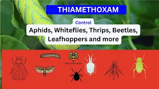 Exploring Thiamethoxam: Uses, Mode of Action, and Environmental Considerations