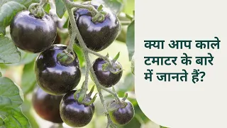 क्या आप काले टमाटर के बारे में जानते हैं? #kheti #farming #farmer #kisan #khetibadi