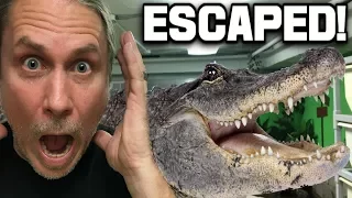 MY ALLIGATOR GOT LOOSE!!! OH NO!! | BRIAN BARCZYK