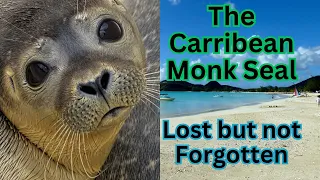 The Mysterious Disappearance of the Caribbean Monk Seal