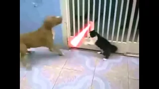 CATS vs DOGS ))) коты против собак. очень смешно