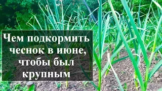 Подкорми чеснок в июне этим и увидишь каким огромным он вырастет