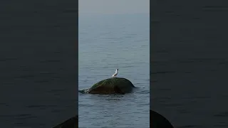 Балтийское море. Чайки, шум моря. Калининградская область, Куликово. Северо-запад России. Весна 2023