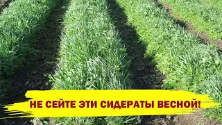 НЕ СЕЙТЕ ЭТИ СИДЕРАТЫ ВЕСНОЙ! Какие сидераты не желательно сеять весной