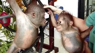 Abandoned baby orangutan recovers after ordeal