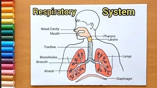 Easy Respiratory System diagram drawing | How to drawing ... How to make Respiratory system