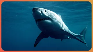 Why Shark Baiting Is Being Banned (Shark Documentary) | The Blue Realm | Real Wild