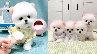 Tik Tok Chó Phốc Sóc Mini 😍 Funny and Cute Pomeranian  Part 7 #shorts