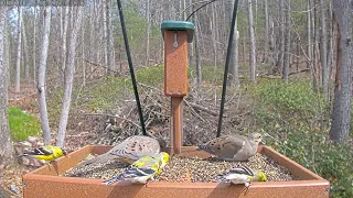 🐦 Finchy morning feed: April 8, 2024 11:25AM - 11:55AM