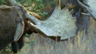BBC: Bull Moose Battle - A Moose Named Madeline