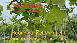 Chăm sóc cây Nho, kinh nghiệm giữ hoa, nuôi trái vào mùa mưa  #vuonnho