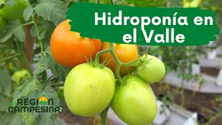 Cultivos de  Tomate Hidropónico en el Valle del Cauca | REGIÓN CAMPESINA