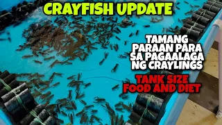 TAMANG "PARAAN AT MGA  DAPAT TANDAAN " Sa Pagaalaga ng CRAYLINGS ! TANK SIZE..FOOD AND DIET!😱😱😱